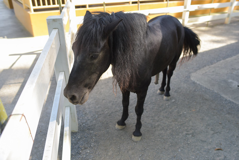 森林の種類 - 気候と緯度による森林の種類