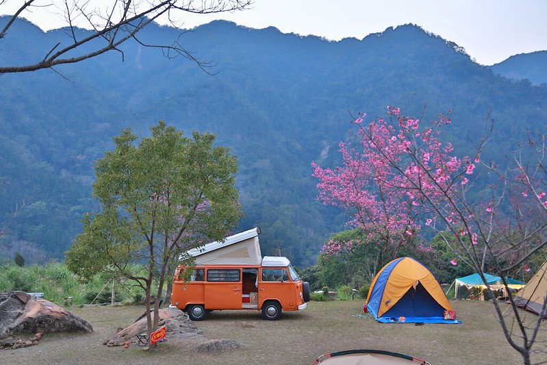 露營車與櫻花山景