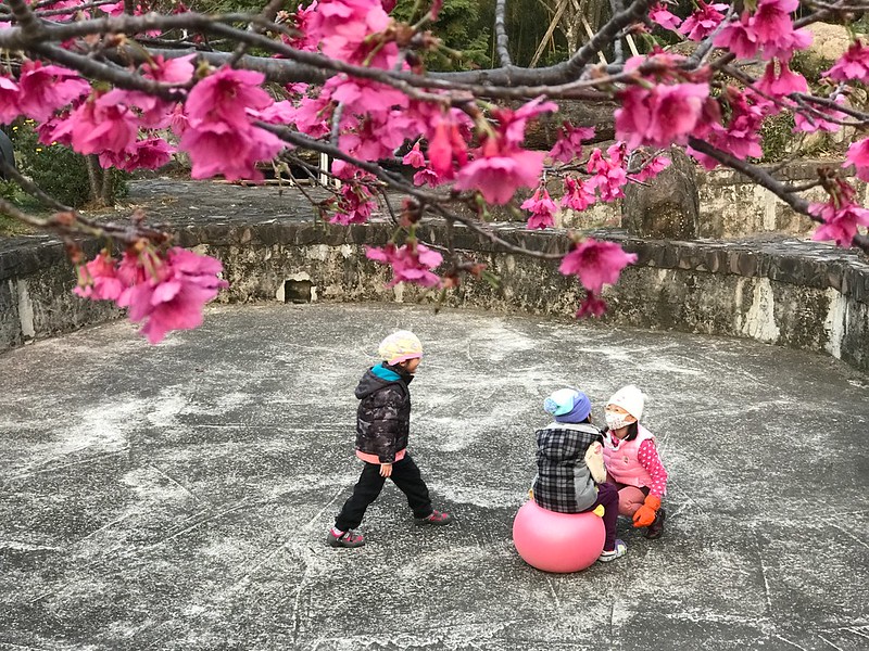 櫻花和小朋友
